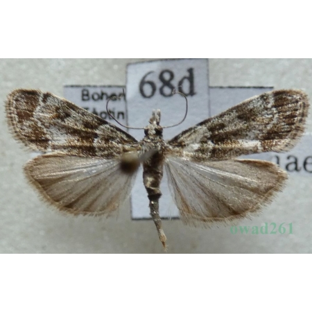 Eudonia mercurella (Linnaeus, 1758) Mietliczka znaczona Czech68d